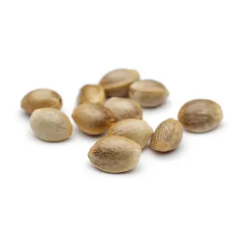 Natural Hemp Seeds
